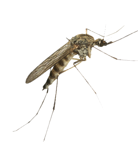 sivrisinek-ilaclama-icon